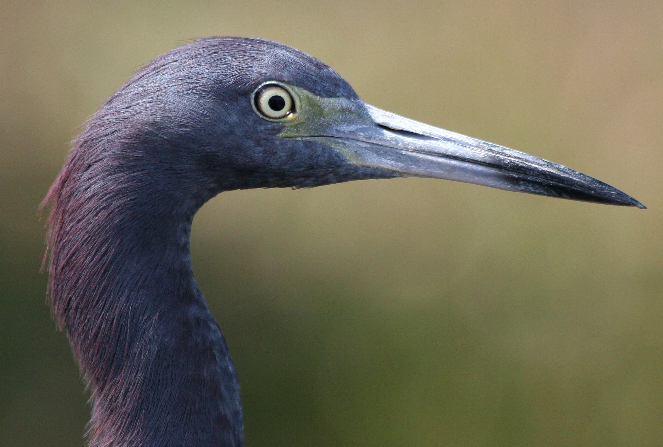 little blue heron egretta caerulea little blue heron egretta caerulea