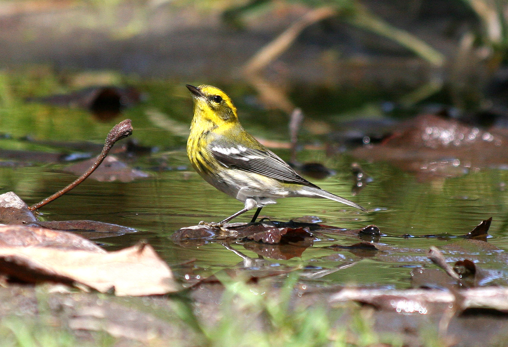 townsend s warbler dendroica townsendi townsend s warbler dendroica townsendi