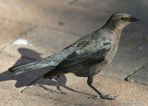 brewer s blackbird euphagus cyanocephalus brewer s blackbird euphagus cyanocephalus