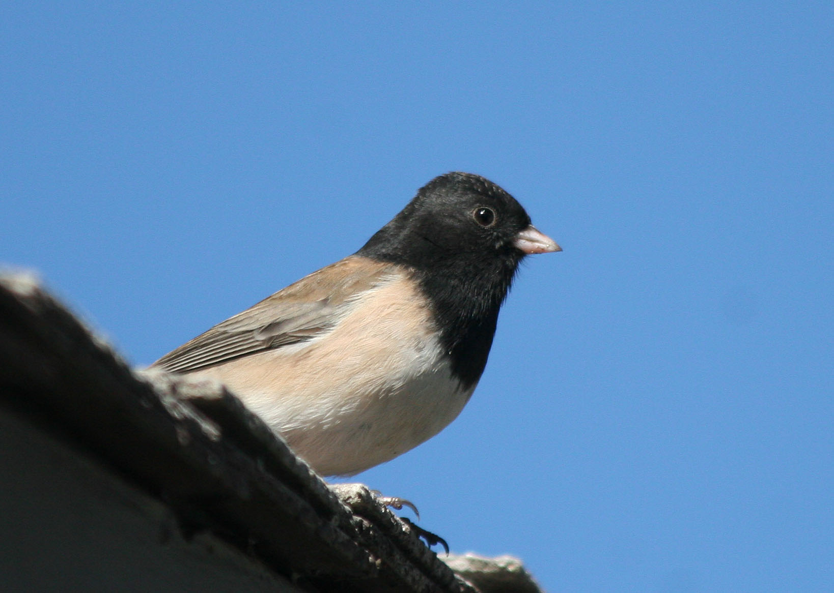 dark eyed junco junco hyemalis dark eyed junco junco hyemalis