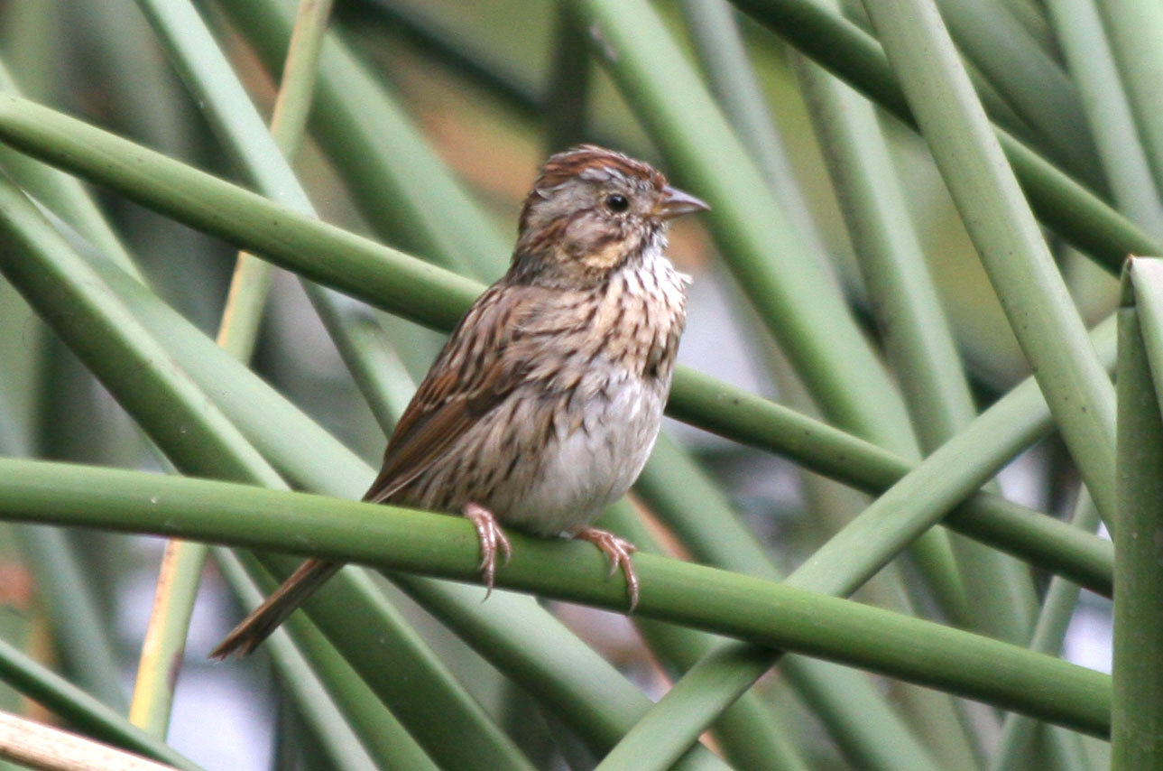 lincoln s sparrow melospiza lincolnii lincoln s sparrow melospiza lincolnii