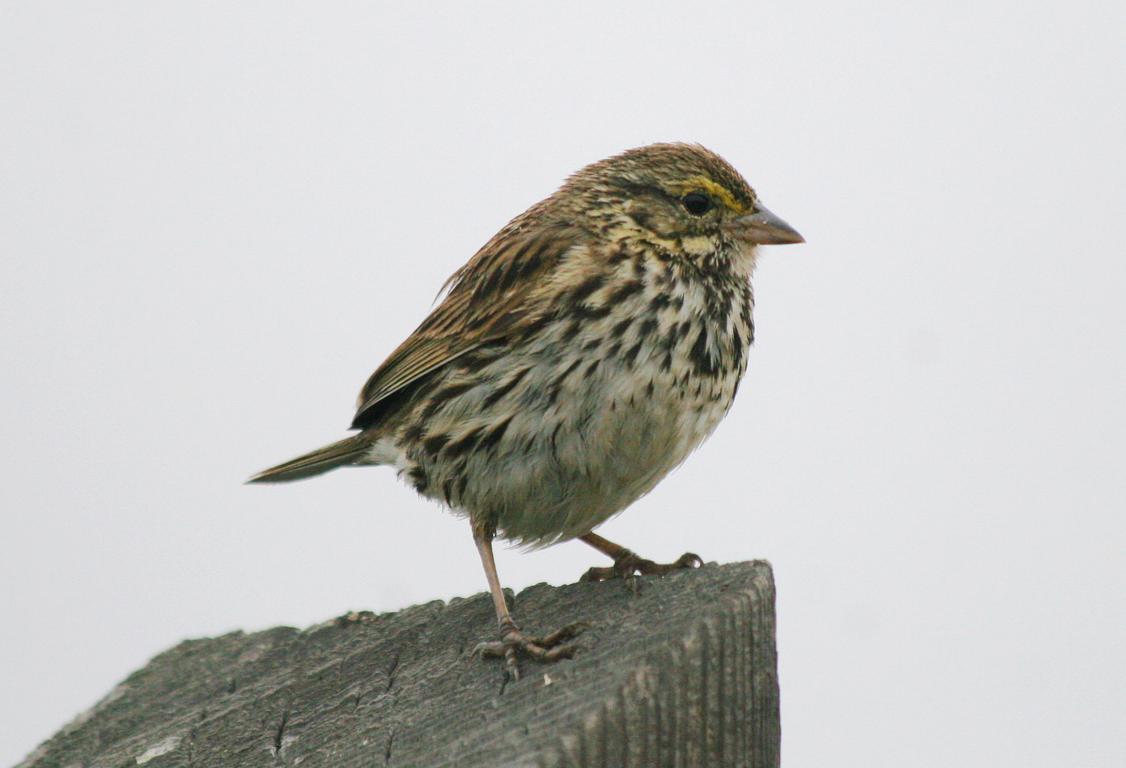 savannah sparrow passerculus sandwichensis savannah sparrow passerculus sandwichensis