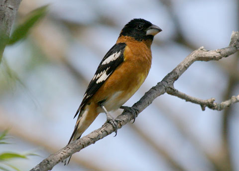 black headed grosbeak pheyticus melanocephalus black headed grosbeak pheyticus melanocephalus