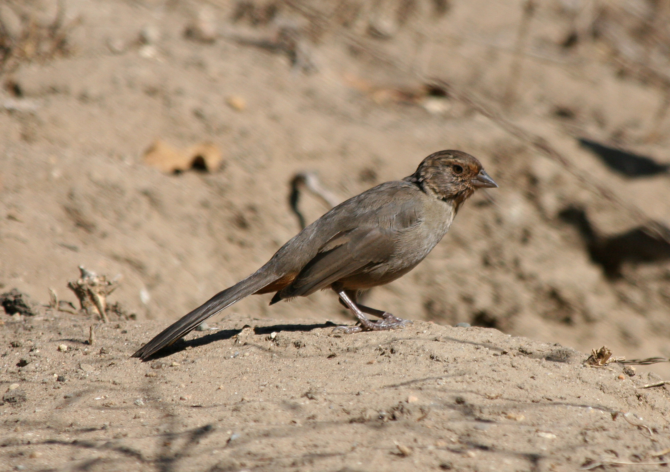 california towhee pipilo crissalis california towhee pipilo crissalis