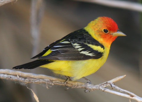 western tanager piranga ludoviciana western tanager piranga ludoviciana
