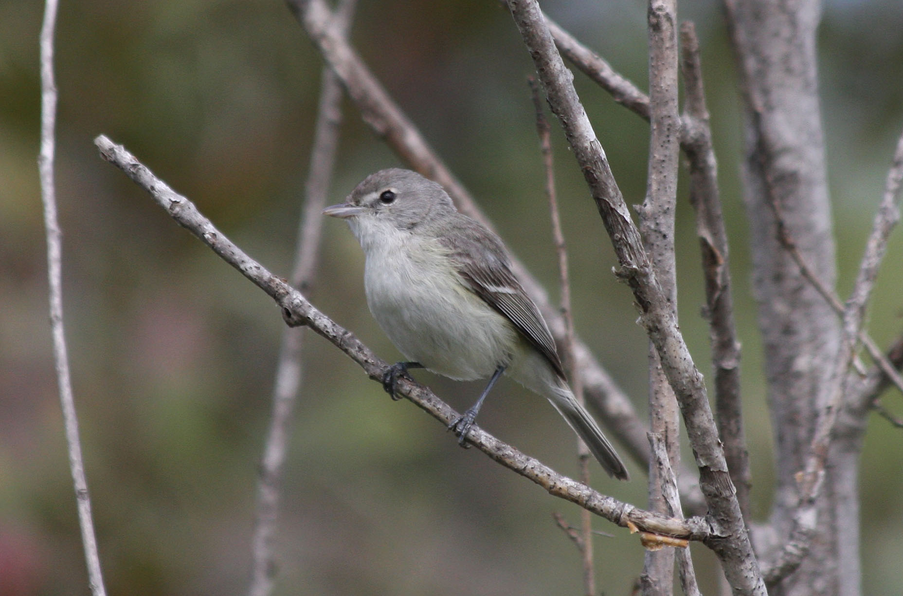 bell s vireo vireo belli bell s vireo vireo belli