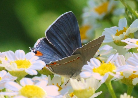 Hairstreaks Butterfly