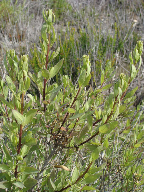 Marsh+Elder+Burweed Marsh Elder Poverty http://nathistoc.bio.uci.edu/plants/Asteraceae/Iva ...