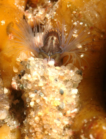 Sandcastle Worm, Phragmatopoma californica