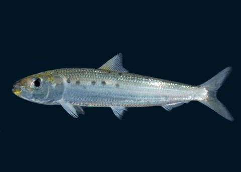 Pacific Sardine