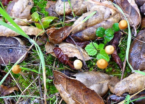 Galerina sp.