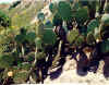 Opuntia_occidentalismay.jpg (57143 bytes)