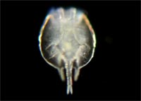 Rotifers of Orange County, California