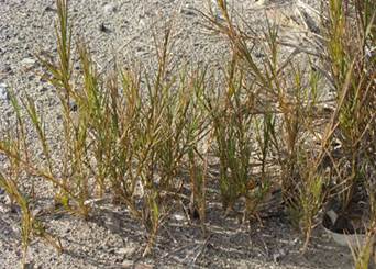 http://nathistoc.bio.uci.edu/plants/Poaceae/Distichlis%20spicata/Distichlis%20spicata2b.jpg
