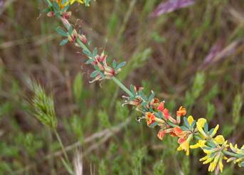 http://nathistoc.bio.uci.edu/plants/Fabaceae/Common%20Deerweed%20(Acmispon%20glaber)/curved%20seed%20pods%20can%20be%20dispersed%20by%20animals,%20UCI%20Ecological%20Preserve,%20irvine,%20CA%204-4-10%20050.jpg