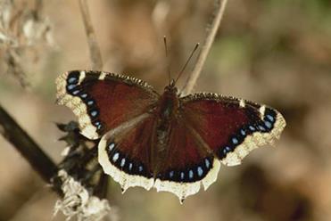 http://nathistoc.bio.uci.edu/lepidopt/nymph/mcloak_files/image002.jpg