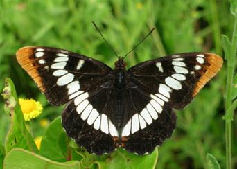 http://nathistoc.bio.uci.edu/lepidopt/nymph/Lorquin1.jpg