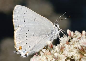 http://nathistoc.bio.uci.edu/lepidopt/lycaenid/0045.JPG