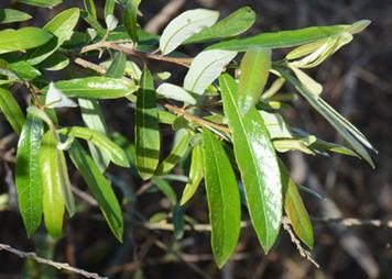 http://nathistoc.bio.uci.edu/plants/Salicaceae/DSC_9628b.jpg