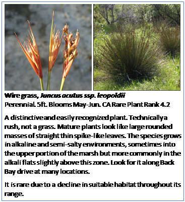 Text Box:    
Wire grass, Juncus acutus ssp. leopoldii
Perennial. 5ft. Blooms May-Jun. CA Rare Plant Rank 4.2
A distinctive and easily recognized plant. Technically a rush, not a grass. Mature plants look like large rounded masses of straight thin spike-like leaves. The species grows in alkaline and semi-salty environments, sometimes into the upper portion of the marsh but more commonly in the alkali flats slightly above this zone. Look for it along Back Bay drive at many locations.
It is rare due to a decline in suitable habitat throughout its range. 
