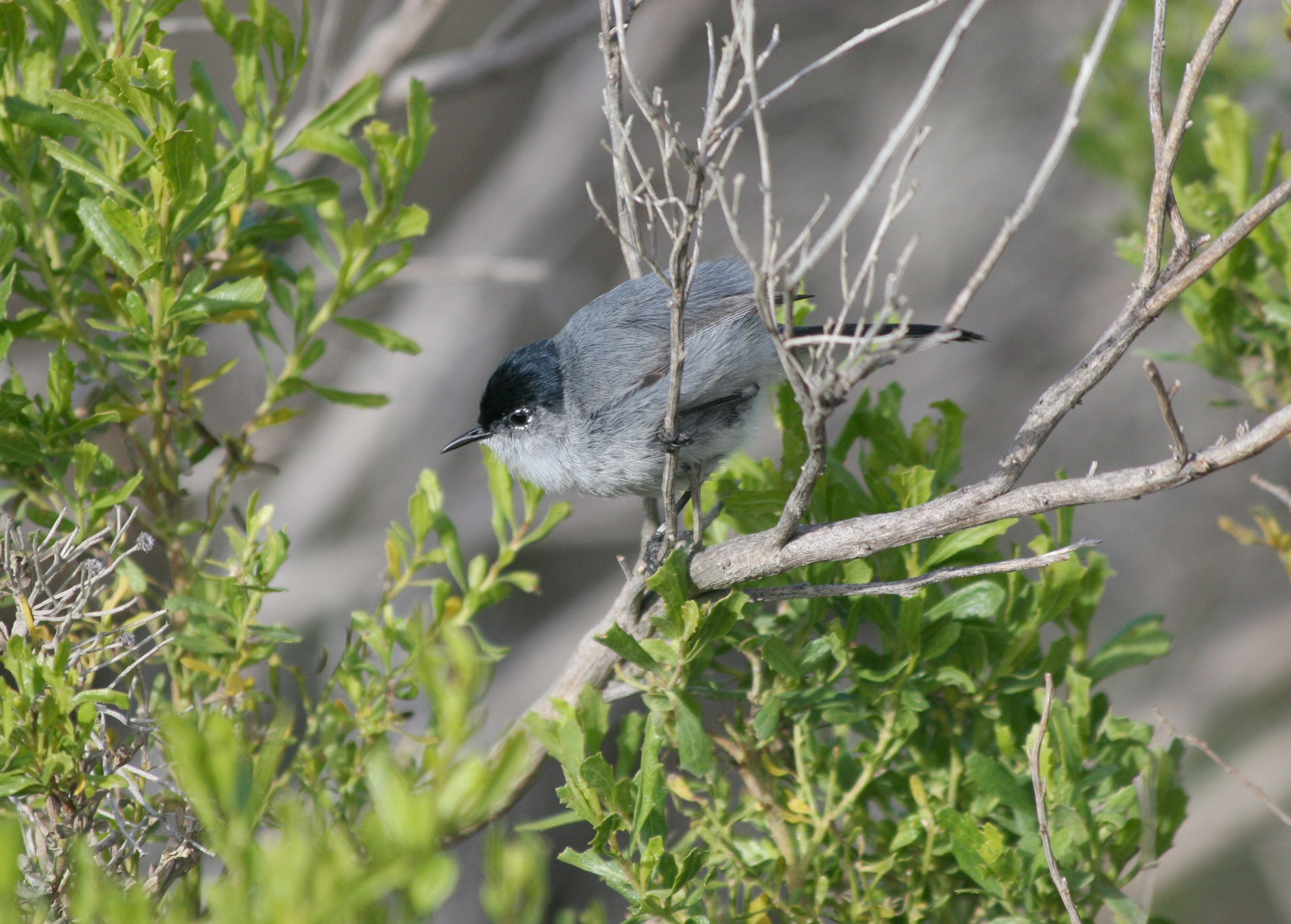 California Gnatcatcher