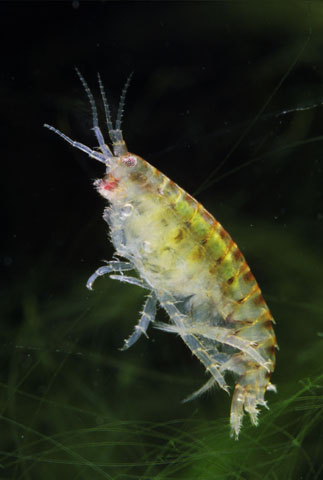 50+ Live Freshwater Gammarus Shrimp (Scuds) – Hyalella Azteca Amphipods – Aquarium Food