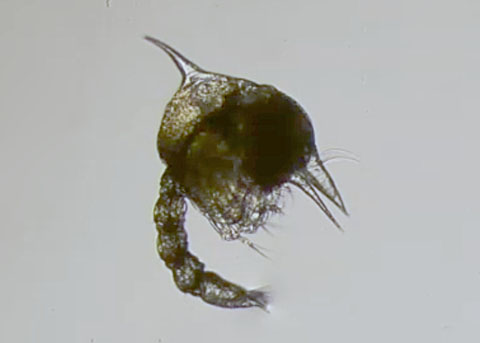 Zoeae Striped Shore Crab