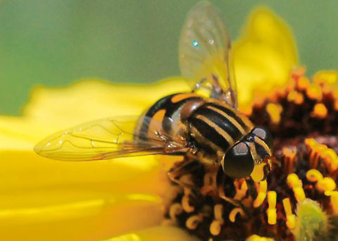 H Fly Insect Hover Fly, Helophilus intentus