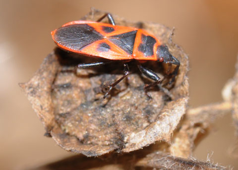 Red Bug, Scantius (=Lodosiana) aegyptius