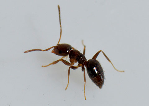Seaside Rover Ant Rover Ant, Brachymyrmex patagonicus