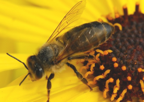 Western honey bee (Apis mellifera) - JungleDragon