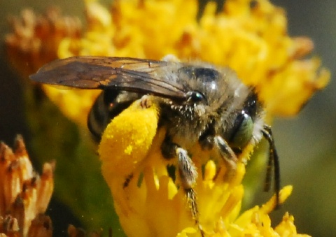 Digger Bee, Melissodes sp.