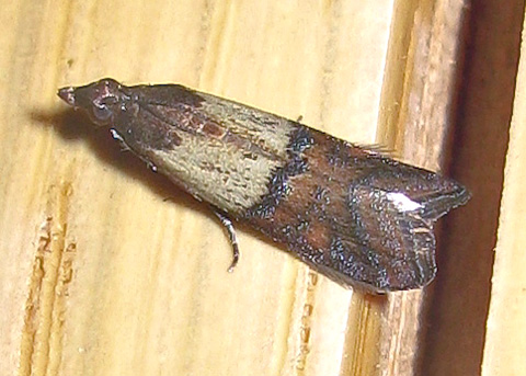 Mating Pantry Moths - Plodia interpunctella 