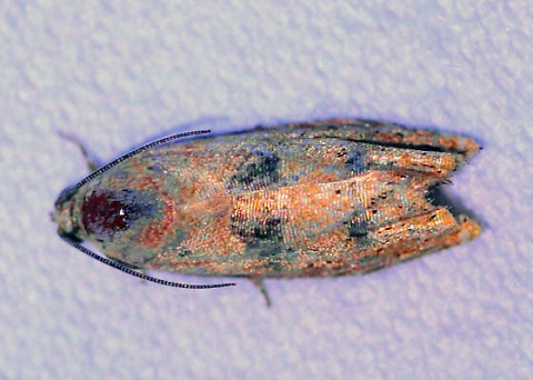 Cydia Pyrivora Filbertworm Moth, Cydia latiferreana