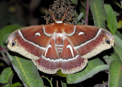 Hyalophora euryalus (Ceanothus silk moth)