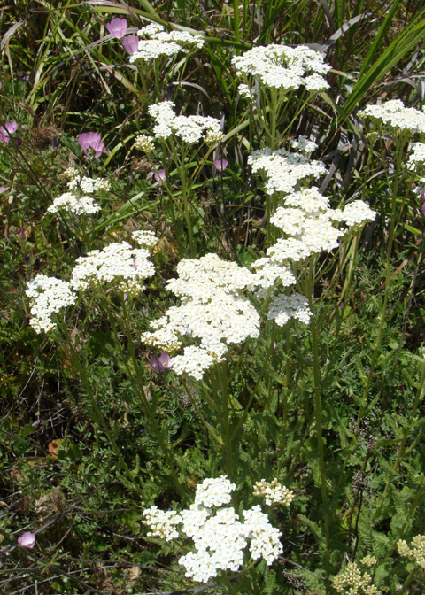 Common Yarrow, Achillea millefolium