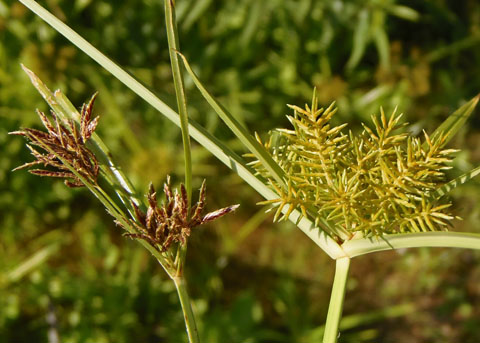 thumbnail image 2 of 20 Tiger Nut Seeds (Cyperus Esculentus) – NON-GMO Perennial – Free Shipping 2 of 5