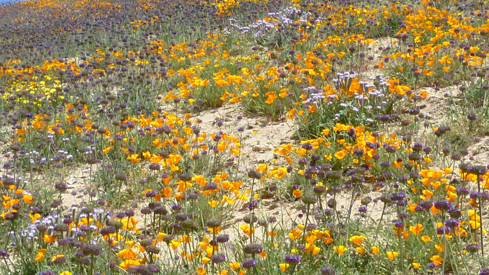 Chia, Salvia columbariae