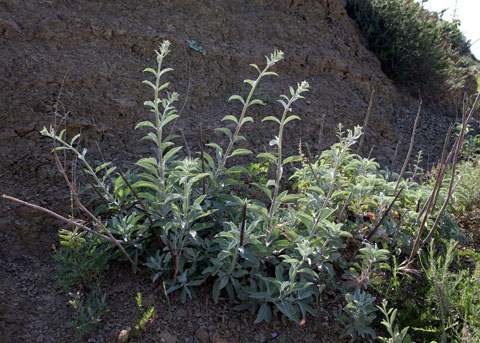 White Sage, Salvia apiana