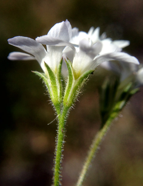 Giliga Tree Los Angeles Gilia, Gilia angelensis