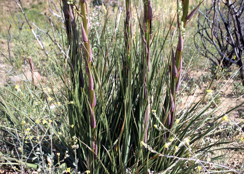 Chaparral Nolina (Nolina cismontana) · iNaturalist